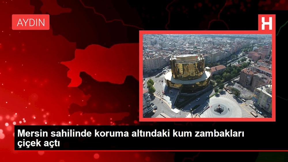 Koruma altındaki kum zambakları sahilde çiçek açtı
